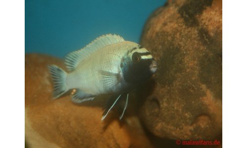 Pseudotropheus polit